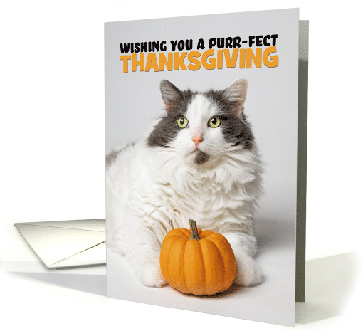 Happy Thanksgiving Cute Kitty Cat With Pumpkin card (1652580)
