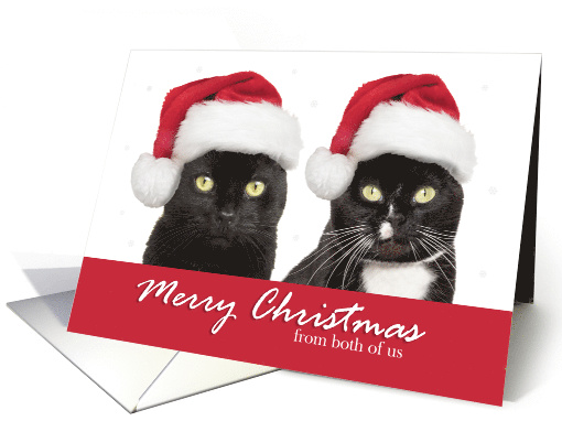 Merry Christmas From Both of Us Cats in Santa Hats Humor card