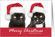 Merry Christmas From Both of Us Cats in Santa Hats Humor card