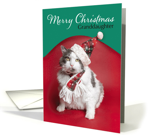 Merry Christmas Granddaughter Cute Cat Dressed For Holidays Humor card
