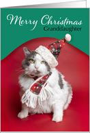 Merry Christmas Granddaughter Cute Cat Dressed For Holidays Humor card