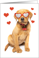 Happy Valentine’s Day Red Fox Labrador Puppy Humor card