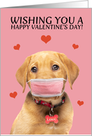 Happy Valentine’s Day Labrador in Face Mask Humor card
