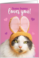Happy Valentine’s Day Funny Cat in Bunny Ears Humor card