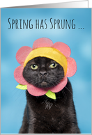 Happy Easter Cute Cat in Flower Hat Humor card