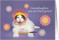 Happy Birthday Grandaughter Cat in Flower Hat Humor card