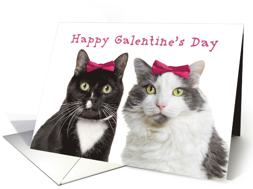 Happy Galentine's Day Cute Girl Cats humor card (1668312)