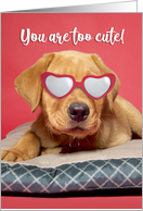 Happy Valeneitne’s Day Cute Labrador Puppy Humor card