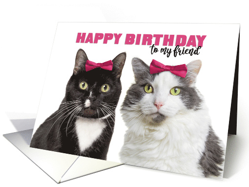 Happy Birthday Female Friend Cute Cats in Pink Bows Humor card
