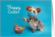 Happy Easter Yorkie Dog in Face Mask With Easter Basket Humor card