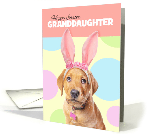 Happy Easter Granddaughter Cute Labrador Puppy inBunny Ears Humor card