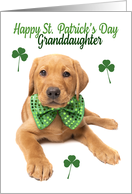 Happy St Patrick’s Day Granddaughter Cute Red Fox Lab Puppy card