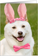 Happy Easter Anyone Shiba Inu Dog In Bunny Ears Humor card