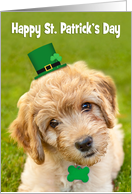 Happy St. Patrick’s Day Cute Labradoodle Dog in Leprechaun Hat Humor card