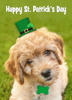 Happy St. Patrick's...