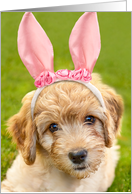 Happy Easter For Anyone Labradoodle Puppy Dog in Bunny Ears card