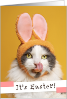 Happy Easter For Anyone Funny Cat in Bunny Ears Licking Face card
