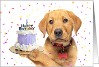 Happy Birthday For Anyone Puppy Holding Birthday Cake Humor card