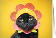 Happy Birthday Cute Cat in Flower Hat card