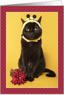 Happy Birthday For Anyone Funny Cat in Bee Costume Humor card