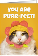 Encouragement Cute Cat in Flower Hat Humor card