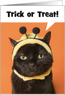 Happy Halloween Cat in Bee Costume Humor Trick or Treat card