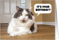 Happy Birthday From The Cat Humor card