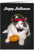 Happy Halloween Cute Cat Dressed as a Pirate Humor card