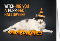 Happy Halloween For Anyone Funny Cat in Witch Hat With Pumpkins Humor card
