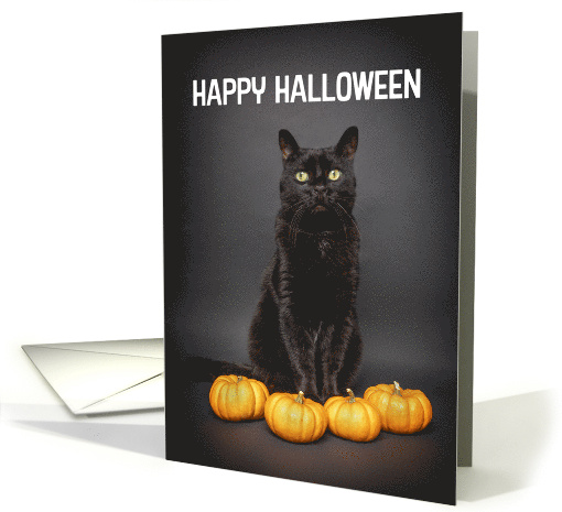 Happy Halloween For Anyone Black Cats With Pumpkins Humor card