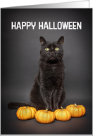 Happy Halloween For Anyone Black Cats With Pumpkins Humor card
