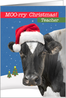 For Teacher Merry Christmas Funny Cow Humor card