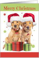 For Anyone Merry Christmas Two Lab Puppies in Santa Hats Humor card