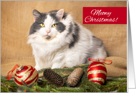 Merry Christmas For Anyone Cute Cat With Holiday Decorations Humor card