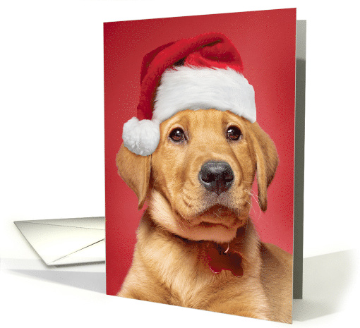 Merry Christmas Cute Labrador Puppy in Santa Hat For Anyone card