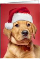 Merry Christmas Cute Labrador Puppy in Santa Hat For Anyone card