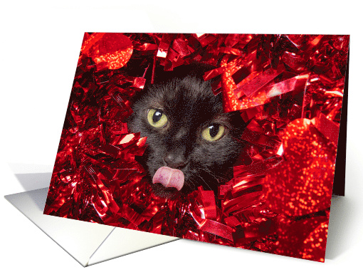 Happy Valentine's Day Cute Cat Wanting to Give Kisses Humor card