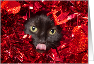 Happy Valentine’s Day Cute Cat Wanting to Give Kisses Humor card