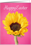 Happy Easter For Anyone Beautiful Yellow Flower on Pink card