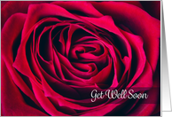 Get Well Soon For Anyone Beautiful Rose Close Up Photograph card