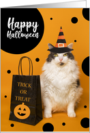 Happy Halloween For Anyone Cute Cat in Witch Hat Humor card