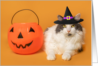 Happy Halloween For Anyone Cute Cat in Witch Hat With Pumpkin Humor card