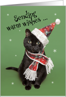 Merry Christmas For Anyone Funny Cat in Hat and Scarf Humor card