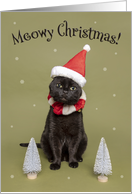 Merry Christmas For Anyone Funny Cat in Santa Hat Humor card