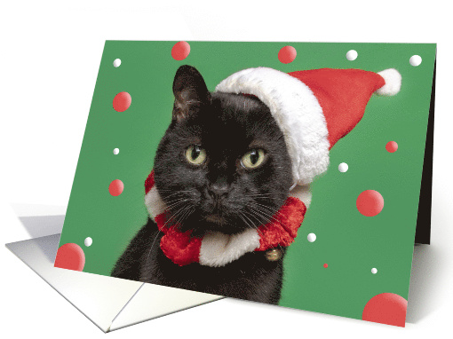 Merry Christmas For Anyone Funny Cat in Santa Hat Humor card (1751174)