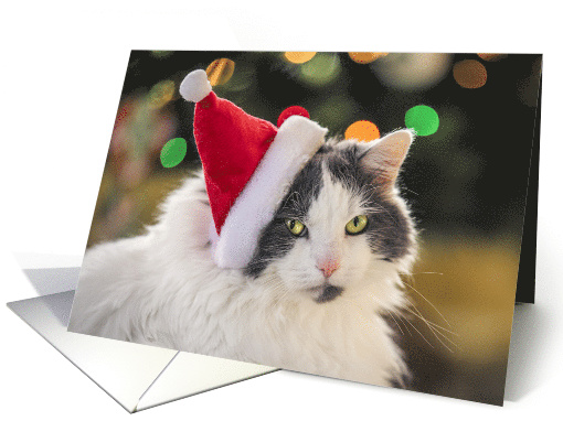 Merry Christmas For Anyone Cute Cat in Santa Hat Photograph card