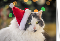 Merry Christmas For Anyone Cute Cat in Santa Hat Photograph card