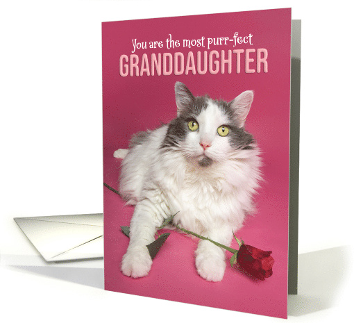 Happy Valentines Day Granddaughter Cute Cat WIth Red Rose... (1753532)