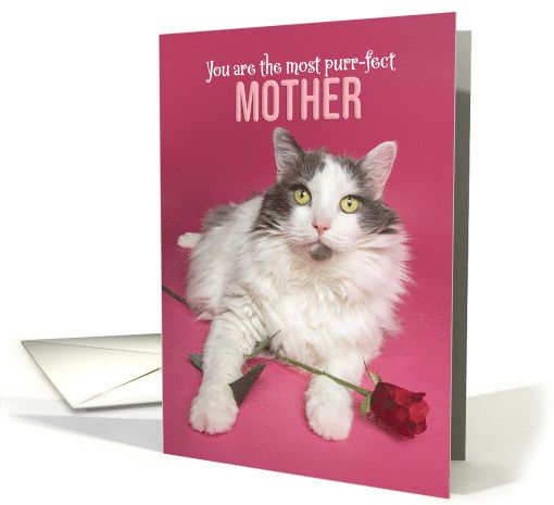Happy Valentines Day Mother Cute Cat WIth Red Rose Photograph card