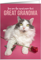 Happy Valentines Day Great Grandma Cat WIth Red Rose Photograph card
